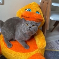 British Shorthair, Kedi  Pamuk fotoğrafı
