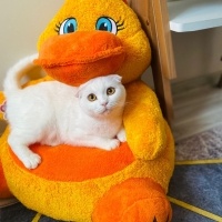 British Shorthair, Kedi  Pamuk fotoğrafı