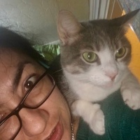 Colorpoint Shorthair, Kedi  Şanslı fotoğrafı