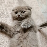 Scottish Fold, Kedi  Paşa fotoğrafı