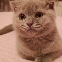 Scottish Fold, Kedi  Paşa fotoğrafı