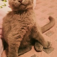 Scottish Fold, Kedi  Paşa fotoğrafı