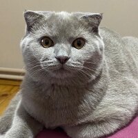 Scottish Fold, Kedi  Paşa fotoğrafı