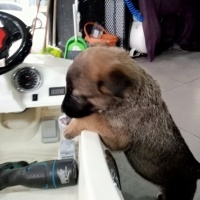 Belçika Malinois, Köpek  Gece fotoğrafı