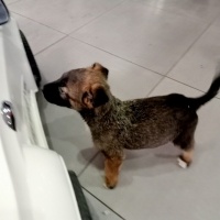 Belçika Malinois, Köpek  Gece fotoğrafı
