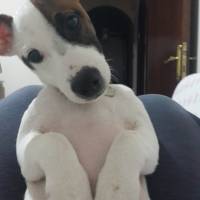 Jack Russell Terrier, Köpek  Oskar fotoğrafı