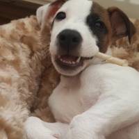 Jack Russell Terrier, Köpek  Oskar fotoğrafı