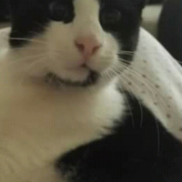 Tuxedo (Smokin) Kedi, Kedi  Minoş fotoğrafı