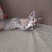 Tekir Kedi, Kedi  Sahibinin Isimlendirmesini Bekliyor fotoğrafı