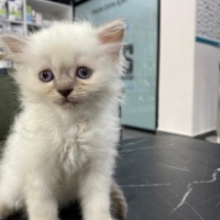 British Longhair, Kedi  müezza fotoğrafı