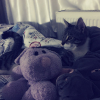 Tekir Kedi, Kedi  Pamuk ve Esmer fotoğrafı