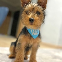 Yorkshire Terrier, Köpek  Simba fotoğrafı