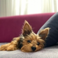 Yorkshire Terrier, Köpek  Simba fotoğrafı