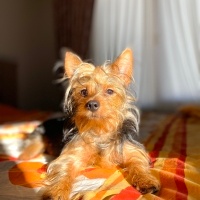 Yorkshire Terrier, Köpek  Simba fotoğrafı