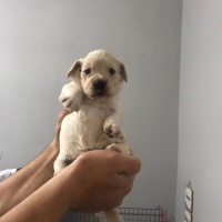 Amerikan Cocker Spaniel, Köpek  cocker bebek fotoğrafı