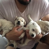 Amerikan Cocker Spaniel, Köpek  cocker bebek fotoğrafı