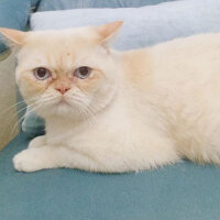 Exotic Shorthair, Kedi  Ayaz fotoğrafı