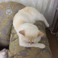 Exotic Shorthair, Kedi  Ayaz fotoğrafı