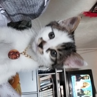 Tekir Kedi, Kedi  Duman fotoğrafı