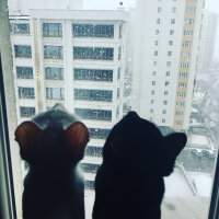 Ankara Kedisi, Kedi  Mia fotoğrafı