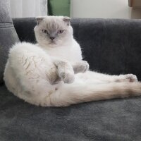 Scottish Fold, Kedi  Ares fotoğrafı