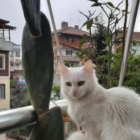 Ankara Kedisi, Kedi  Pamuk fotoğrafı