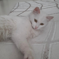 Ankara Kedisi, Kedi  Pamuk fotoğrafı