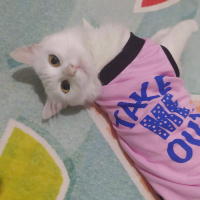 Ankara Kedisi, Kedi  Pamuk fotoğrafı