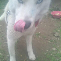 Sibirya Kurdu (Husky), Köpek  çakır fotoğrafı