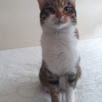 Tekir Kedi, Kedi  Fıstık fotoğrafı