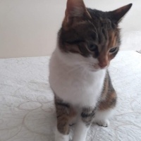 Tekir Kedi, Kedi  Fıstık fotoğrafı