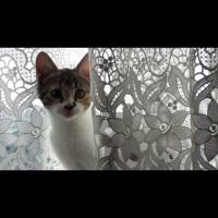 American Shorthair, Kedi  Cimcime fotoğrafı