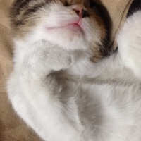 American Shorthair, Kedi  Cimcime fotoğrafı