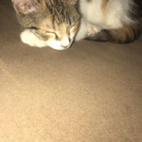 American Shorthair, Kedi  Cimcime fotoğrafı