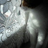 American Shorthair, Kedi  Cimcime fotoğrafı