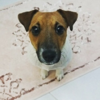 Jack Russell Terrier, Köpek  Yıldız  fotoğrafı