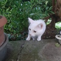 Ankara Kedisi, Kedi  Köpük fotoğrafı