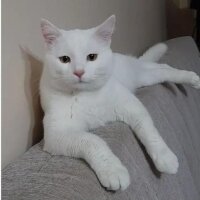 Ankara Kedisi, Kedi  Köpük fotoğrafı