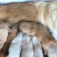 Golden Retriever, Köpek  Golden yavrular fotoğrafı