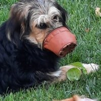 İskoç Terrier, Köpek  Karamel fotoğrafı