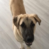 Kangal, Köpek  Chucky fotoğrafı