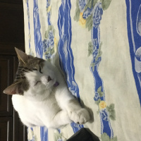 Tekir Kedi, Kedi  Zarife fotoğrafı