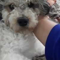 Maltese, Köpek  Morki fotoğrafı