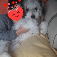 Maltese, Köpek  Morki fotoğrafı