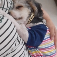 Maltese, Köpek  Morki fotoğrafı