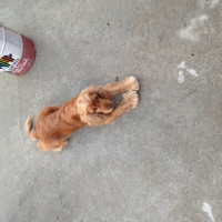 Amerikan Cocker Spaniel, Köpek  Layd  fotoğrafı