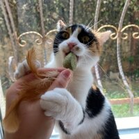 Tekir Kedi, Kedi  Leblebi fotoğrafı