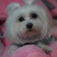 Maltese, Köpek  Şila fotoğrafı