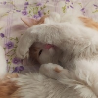 Tekir Kedi, Kedi  Kukuli fotoğrafı