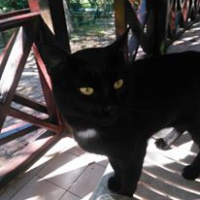 Soke, Kedi  Pufi fotoğrafı